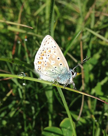 Cabbage white butterfly