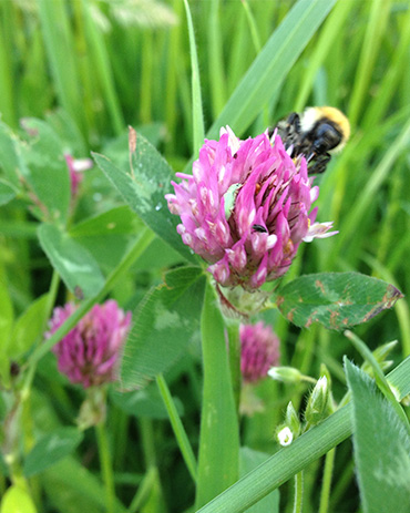 Organic bee on clover