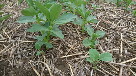 Spring Beans